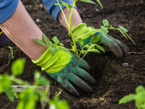 Woman,In,Gloves,Plants,A,Bush,Of,Tomatoes,In,The